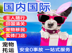 兴东空运地址国际宠物托运 【国